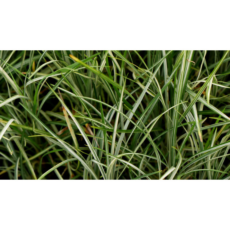OPHIOPOGON japonicus 'Silver Mist'