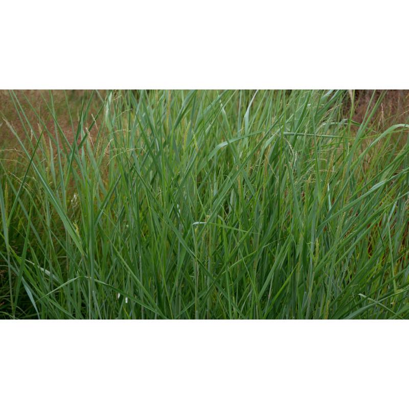 PANICUM virgatum 'Blue Tower' PANICUM virgatum 'Blue Tower'