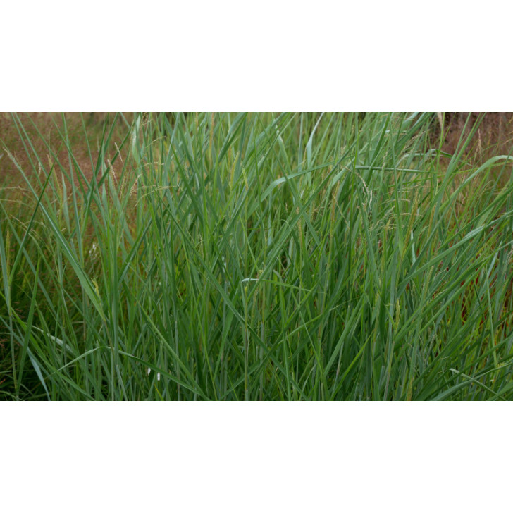 PANICUM virgatum 'Blue Tower'