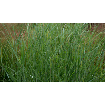PANICUM virgatum \'Blue Tower\'