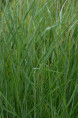 PANICUM virgatum 'Blue Tower'