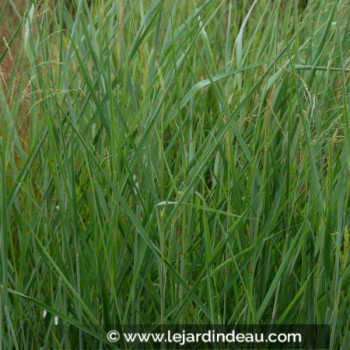 PANICUM virgatum &#039;Blue Tower&#039;