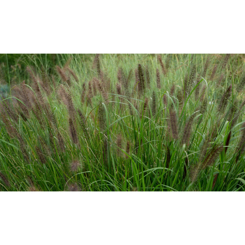 PENNISETUM alopecuroides 'National Arboretum'