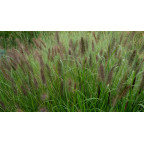PENNISETUM alopecuroides 'National Arboretum'