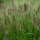 PENNISETUM alopecuroides 'National Arboretum'