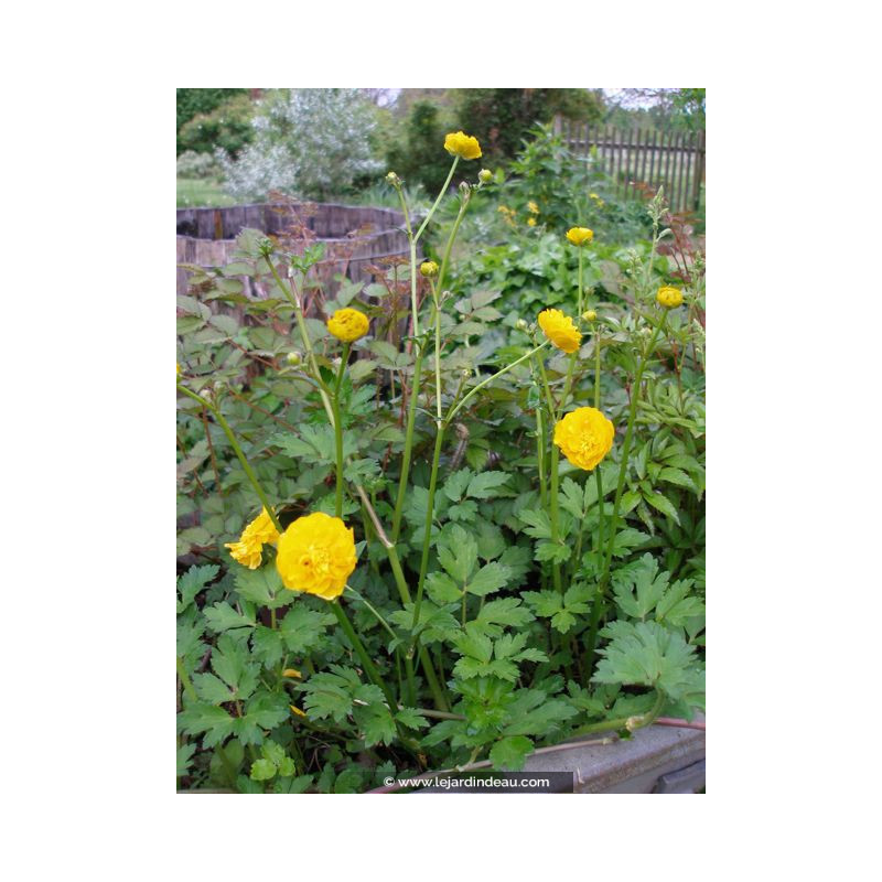 RANUNCULUS acris 'Multiplex'