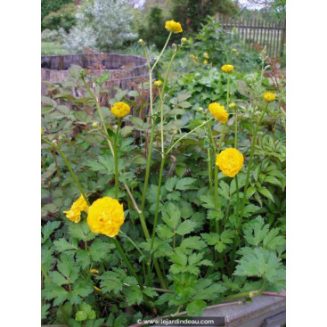 RANUNCULUS acris \'Multiplex\'