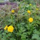 RANUNCULUS acris 'Multiplex'