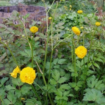 RANUNCULUS acris &#039;Multiplex&#039;