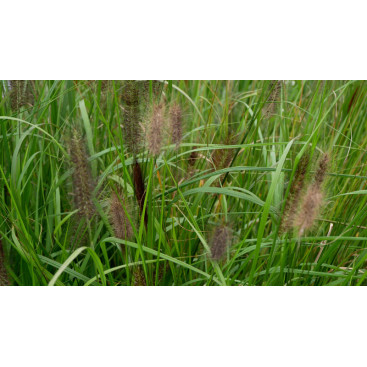 PENNISETUM alopecuroides \'National Arboretum\'