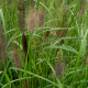 PENNISETUM alopecuroides 'National Arboretum'