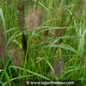 PENNISETUM alopecuroides &#039;National Arboretum&#039;