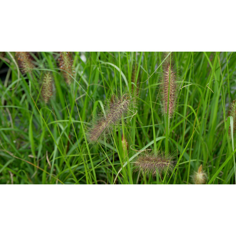 PENNISETUM alopecuroides 'Black Beauty'