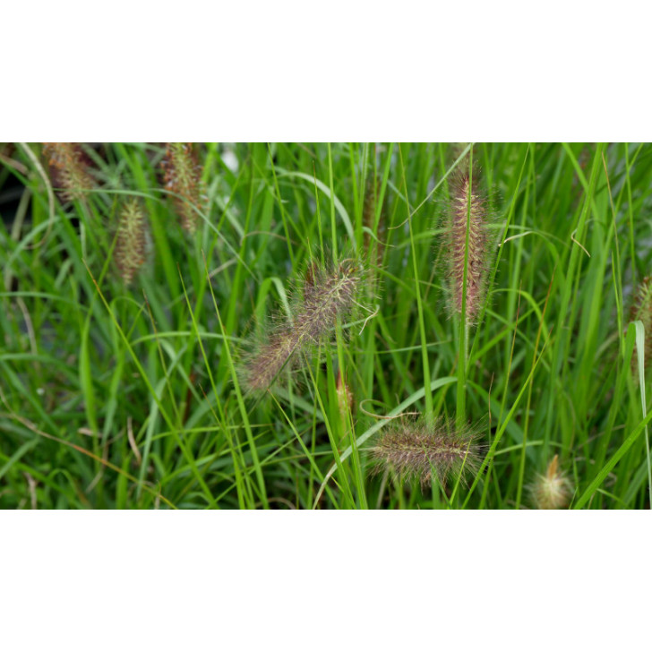 PENNISETUM alopecuroides 'Black Beauty'