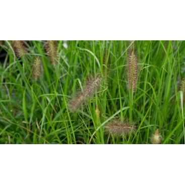 PENNISETUM alopecuroides \'Black Beauty\'