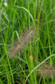 PENNISETUM alopecuroides 'Black Beauty'
