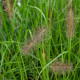 PENNISETUM alopecuroides 'Black Beauty'