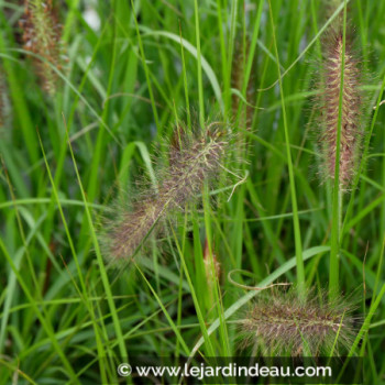PENNISETUM alopecuroides &#039;Black Beauty&#039;