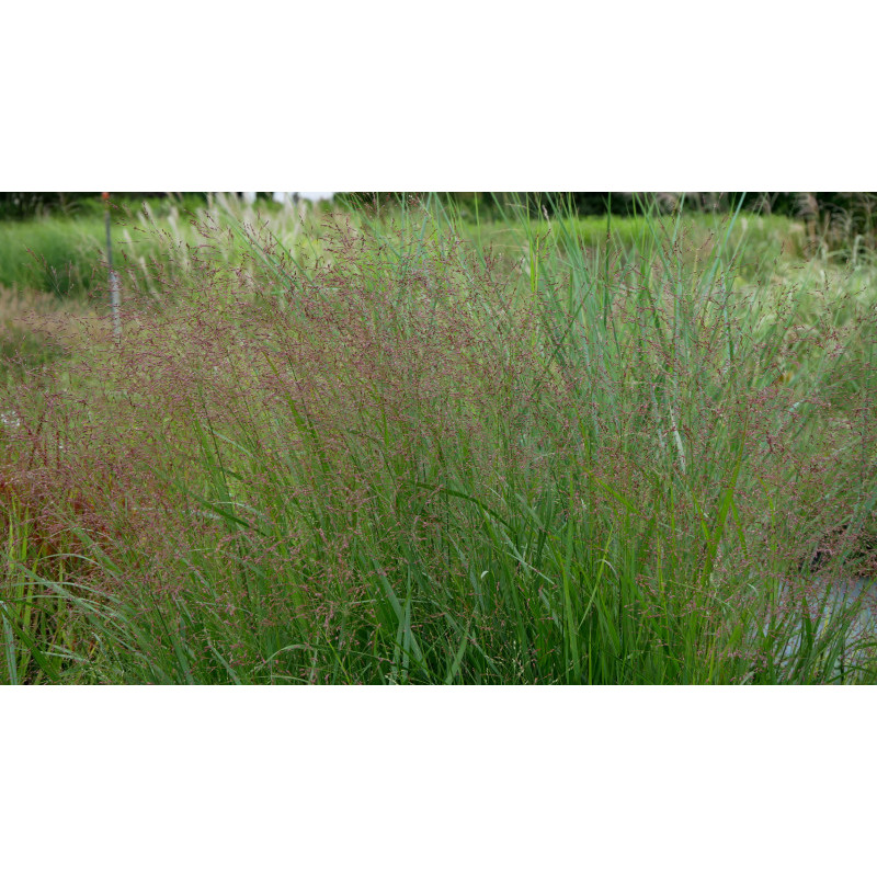PANICUM virgatum 'Northwind'