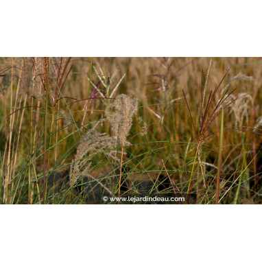 MISCANTHUS sinensis \'Kleine Font&auml;ne\'