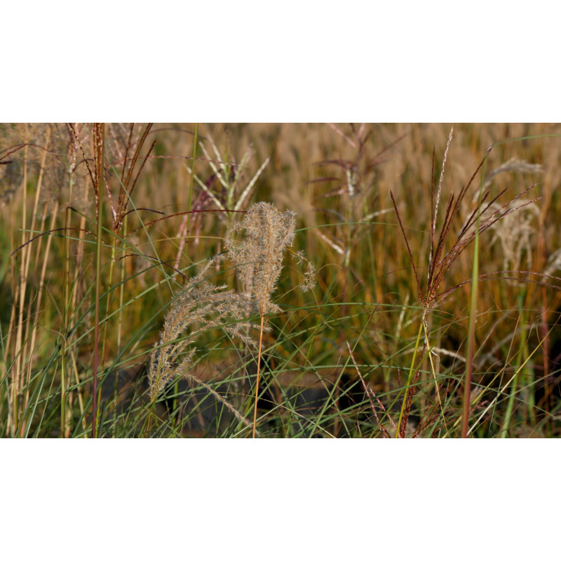MISCANTHUS sinensis 'Kleine Font&auml;ne'