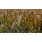 MISCANTHUS sinensis 'Kleine Font&auml;ne'