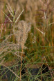 MISCANTHUS sinensis 'Kleine Fontäne'