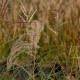 MISCANTHUS sinensis 'Kleine Fontäne'