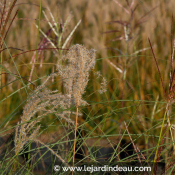 MISCANTHUS sinensis &#039;Kleine Fontäne&#039;