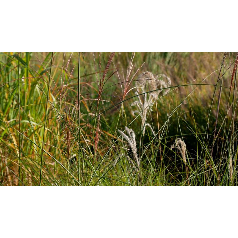 MISCANTHUS sinensis 'Kleine Font&auml;ne'
