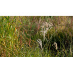 MISCANTHUS sinensis 'Kleine Font&auml;ne'