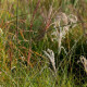 MISCANTHUS sinensis 'Kleine Fontäne'