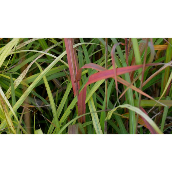 MISCANTHUS sinensis 'Largo'