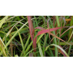 MISCANTHUS sinensis 'Largo'