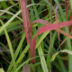 MISCANTHUS sinensis 'Largo'