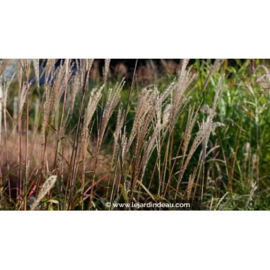 MISCANTHUS sinensis \'Largo\' - Roseau de Chine / Eulalie / Elephant Grass