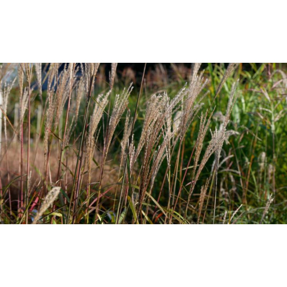 MISCANTHUS sinensis 'Largo'