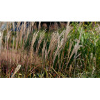 MISCANTHUS sinensis 'Largo'