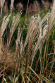 MISCANTHUS sinensis 'Largo'