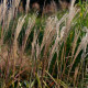 MISCANTHUS sinensis 'Largo'