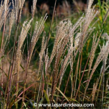 MISCANTHUS sinensis &#039;Largo&#039;