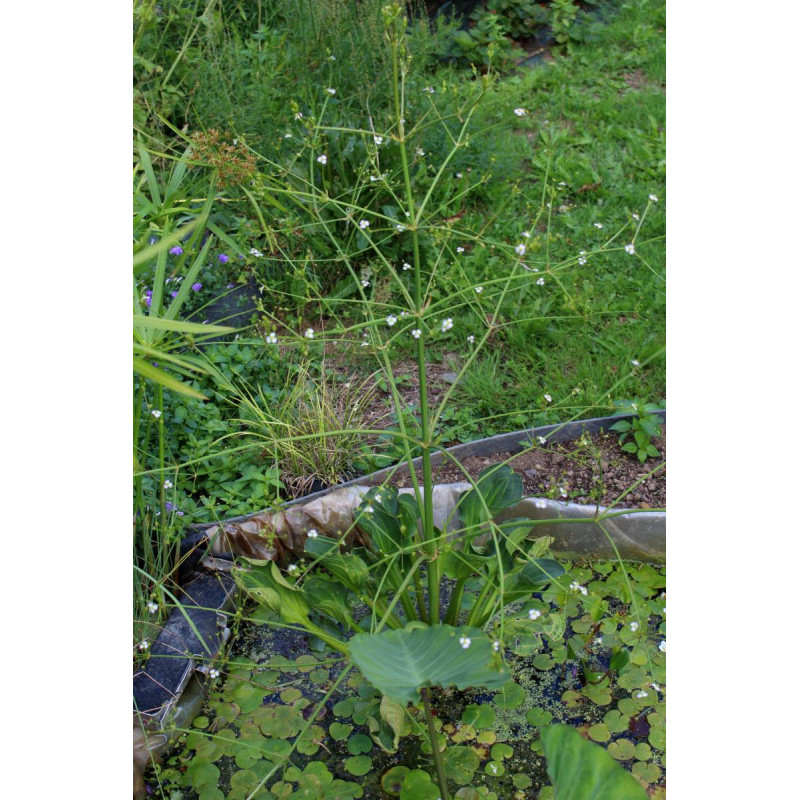 ALISMA plantago-aquatica var. parviflora