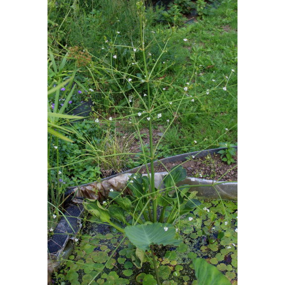ALISMA plantago-aquatica var. parviflora
