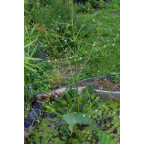 ALISMA plantago-aquatica var. parviflora