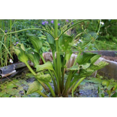 ALISMA plantago-aquatica var. parviflora