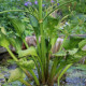 ALISMA plantago-aquatica var. parviflora