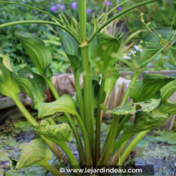 ALISMA plantago-aquatica var. parviflora