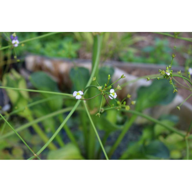ALISMA plantago-aquatica var. parviflora