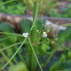 ALISMA plantago-aquatica var. parviflora