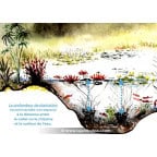 NYMPHAEA 'Berit Strawn' NYMPHAEA 'Berit Strawn'